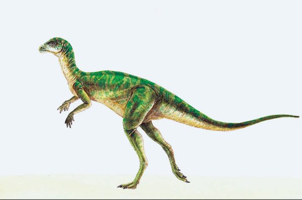 Dinosaur Illustrations 0018