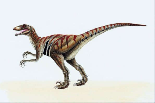 Dinosaur Illustrations 001