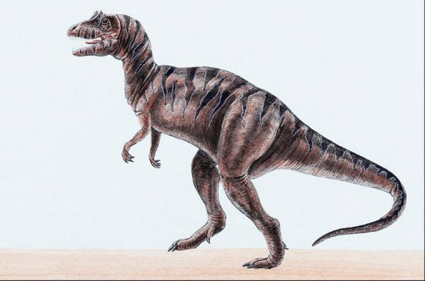 Dinosaur Illustrations 0024