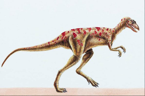Dinosaur Illustrations 0026