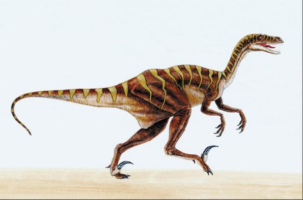 Dinosaur Illustrations 002