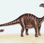 Dinosaur Illustrations 0035