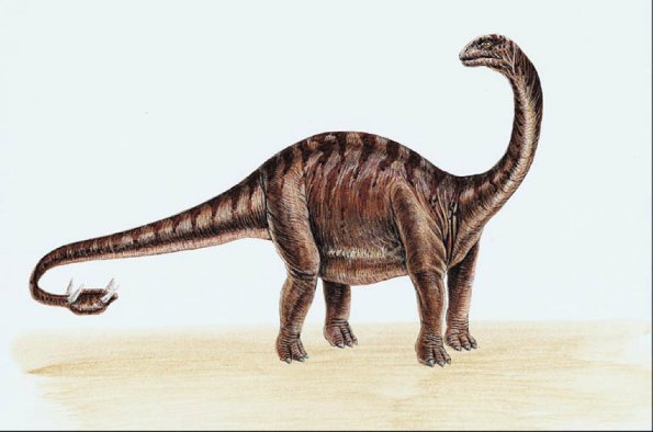 Dinosaur Illustrations 0035
