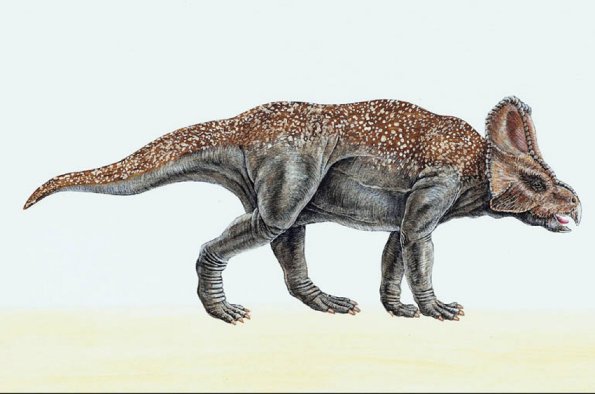 Dinosaur Illustrations 0037