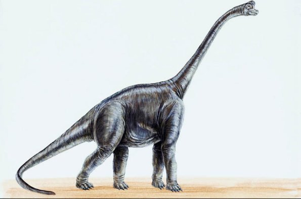 Dinosaur Illustrations 0063