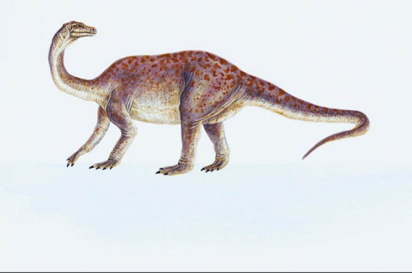 Dinosaur Illustrations 0067