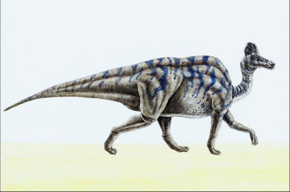 Dinosaur Illustrations 006