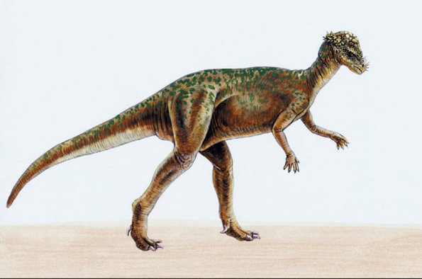 Dinosaur Illustrations 0072