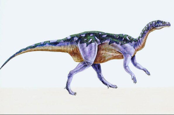 Dinosaur Illustrations 0073