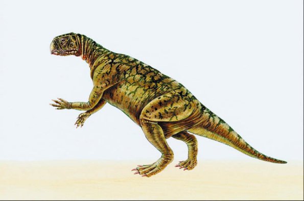Dinosaur Illustrations 007