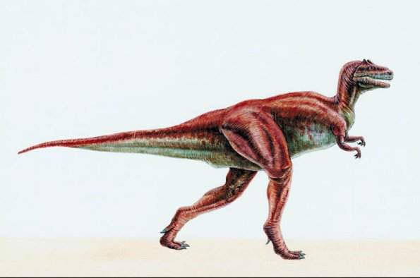 Dinosaur Illustrations 0080