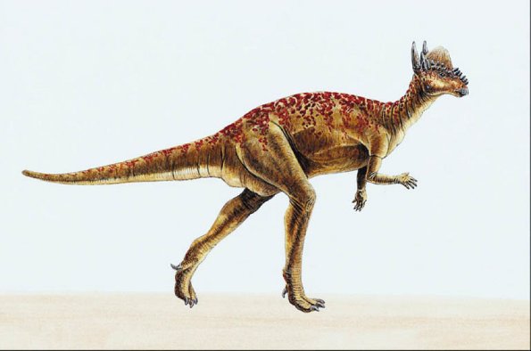 Dinosaur Illustrations 0096