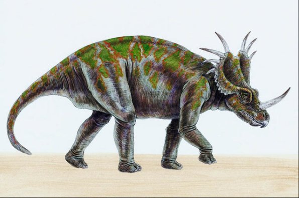 Dinosaur Illustrations 009