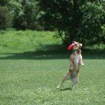 Dog catching toy uid 1181088