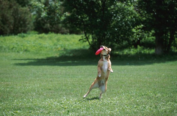 Dog catching toy uid 1181088