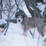 Dog playing in snowy woods uid 1178792