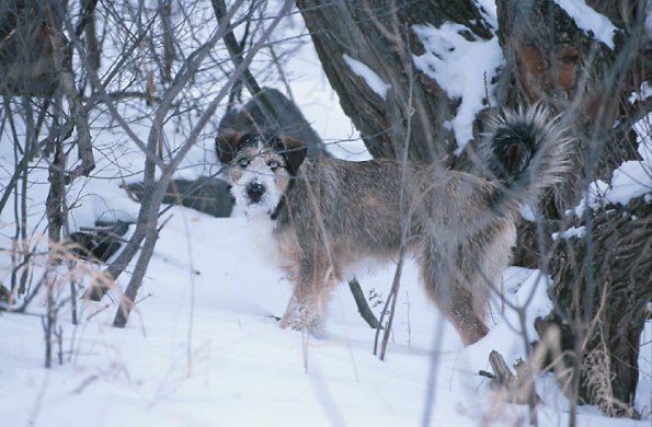 Dog playing in snowy woods uid 1178792