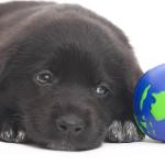 Dog with Globe uid 1340654