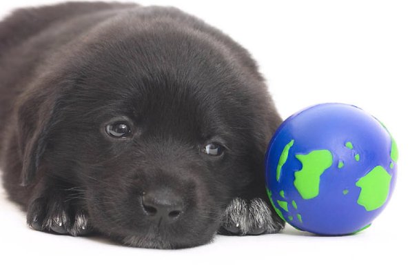 Dog with Globe uid 1340654