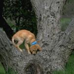 DoginTree