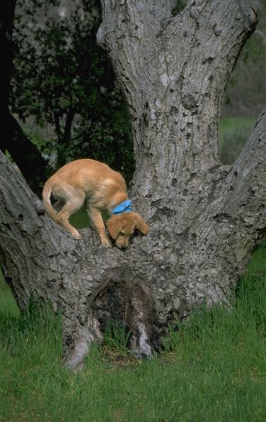DoginTree