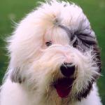 Dogs 109