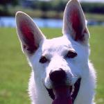 Dogs 117