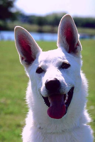 Dogs 117