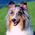 Dogs 121