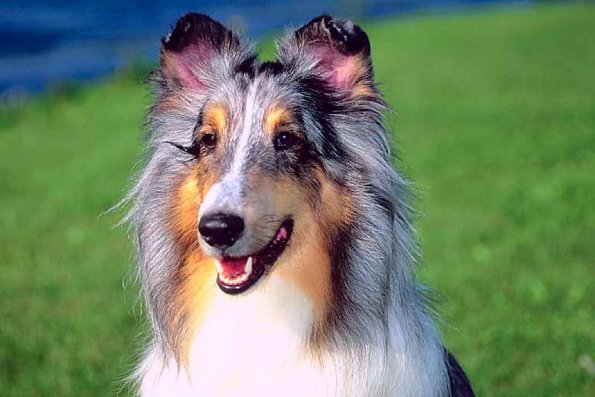 Dogs 121