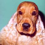 Dogs 125