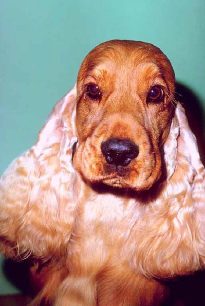 Dogs 125