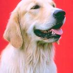 Dogs 151