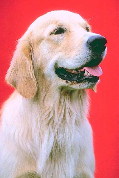 Dogs 151