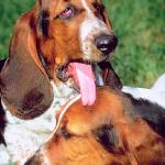 Dogs 15