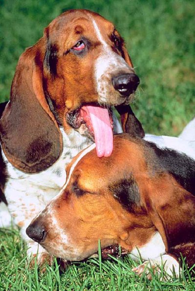 Dogs 15
