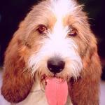Dogs 169