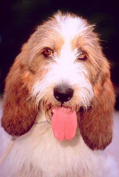 Dogs 169