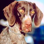 Dogs 175