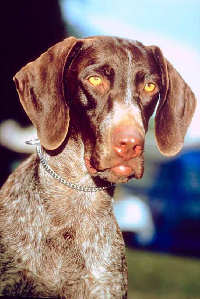 Dogs 175
