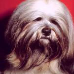 Dogs 179