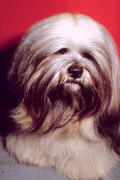 Dogs 179