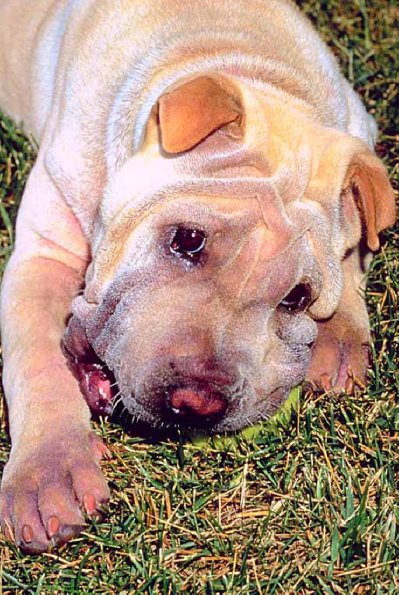 Dogs 17