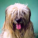 Dogs 183