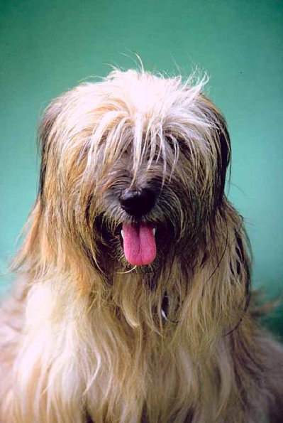 Dogs 183