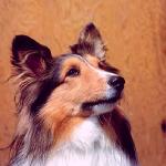 Dogs 185