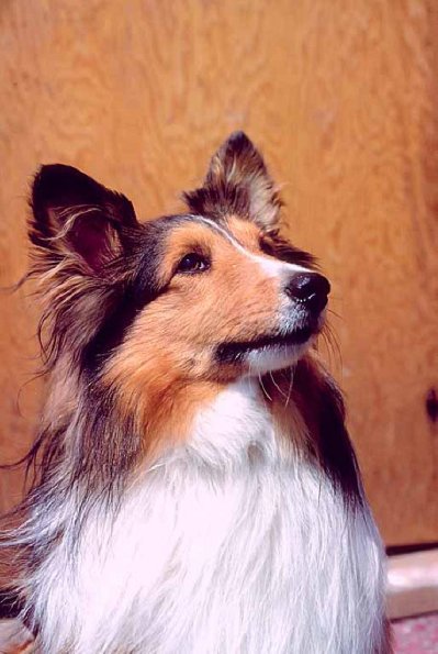 Dogs 185