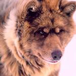 Dogs 25
