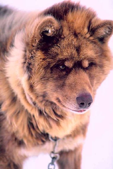 Dogs 25