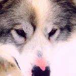 Dogs 29